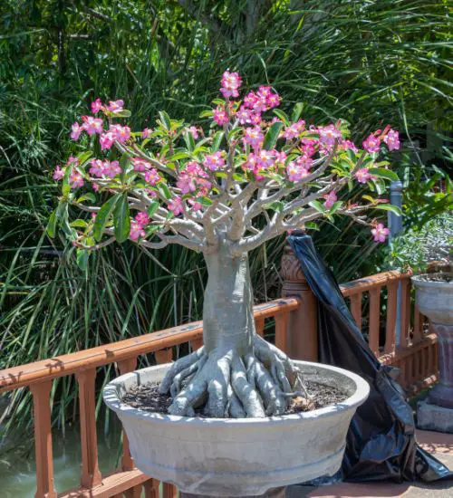 Adenium Arabicum - Succulent Guide