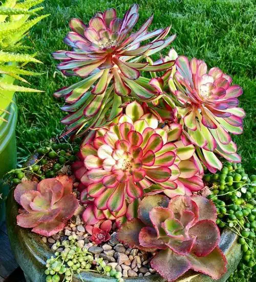 aeonium mardi gras pflege