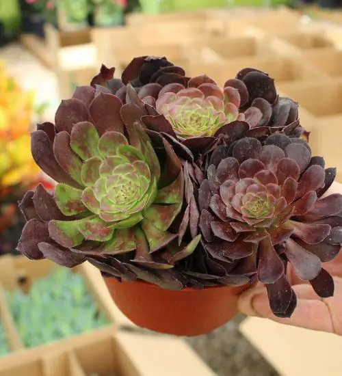 Aeonium Garnet - Succulent Guide