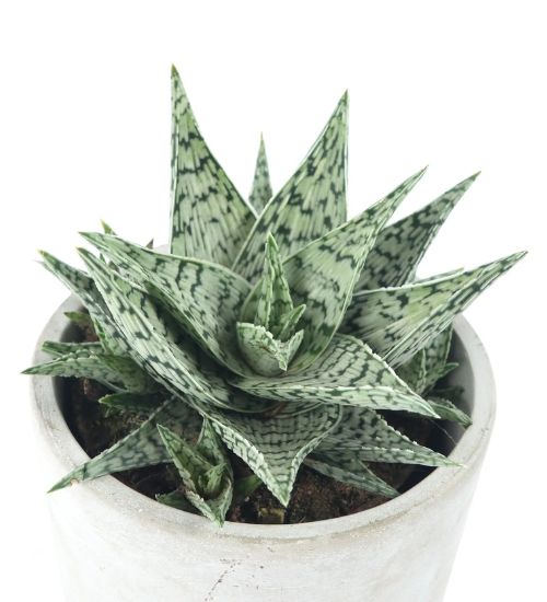 Aloe ‘Doran Black’ - Succulent Guide