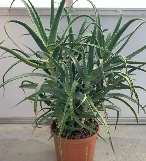 Aloe Arborescens Succulent Guide 7357