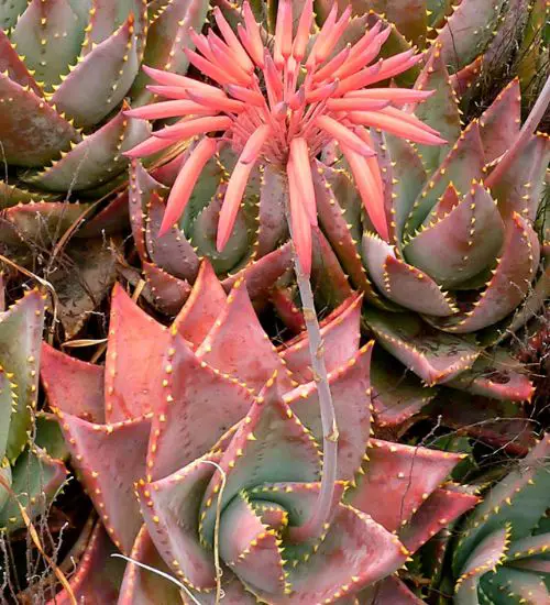 Aloe Mitriformis Succulent Guide 0010