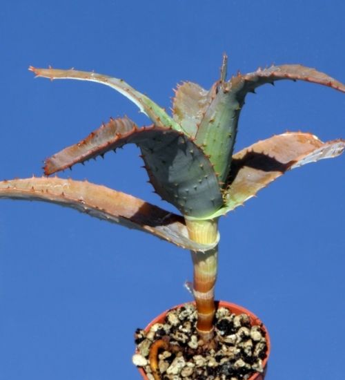 Aloe Thraskii Succulent Guide 1535