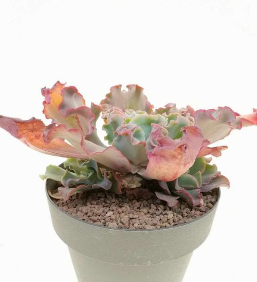 Echeveria ‘Curly Locks’ - Succulent Guide