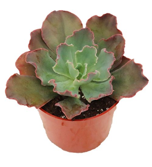 Echeveria ‘Curly Locks’ - Succulent Guide