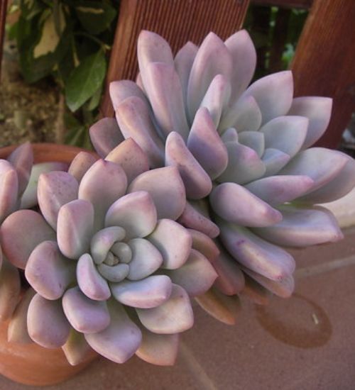 Graptoveria Opalina Succulent Guide