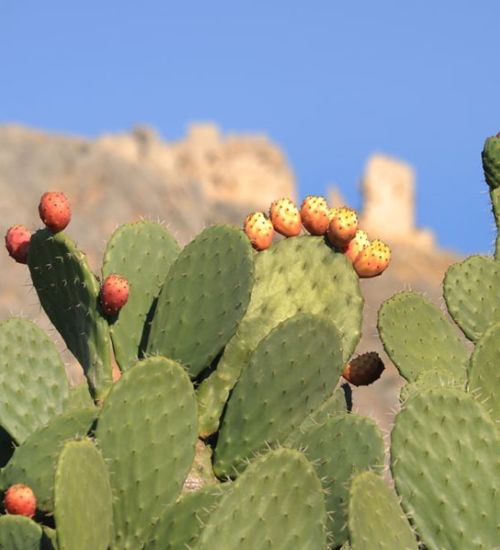 Opuntia ‘Pink Frost’ - Succulent Guide