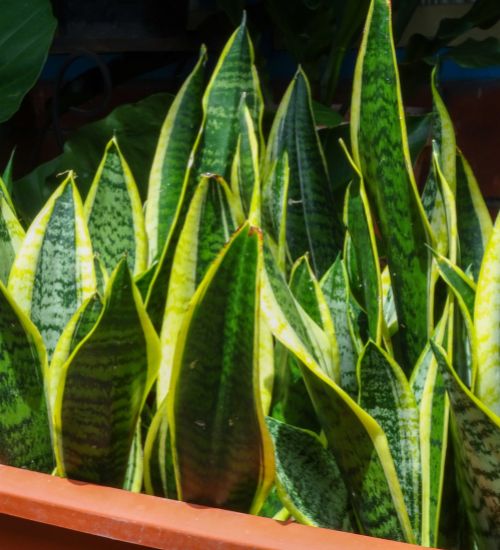 Sansevieria Trifasciata - Succulent Guide
