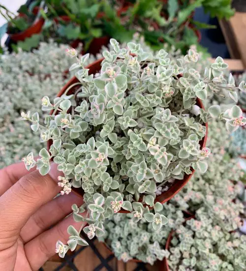 Sedum ‘Little Missy’ - Succulent Guide