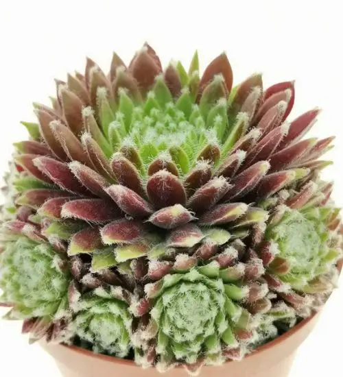 Sempervivum ‘Jubilee’ - Succulent Guide