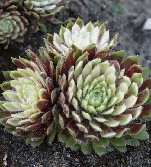 Sempervivum ‘Jubilee’ - Succulent Guide