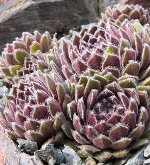 Sempervivum ‘Silver Thaw’ - Succulent Guide