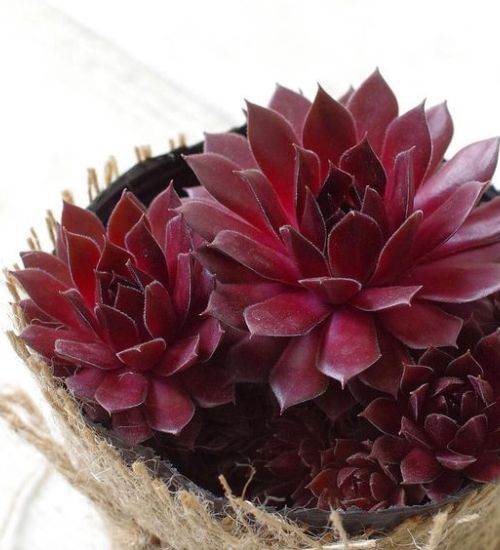 Photo of the leaves of Hen and Chick (Sempervivum 'Red Lion Variegated')  posted by valleylynn 