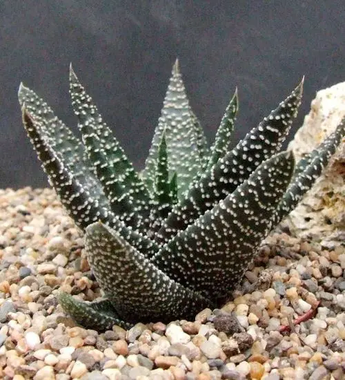 Gasteraloe ‘Royal Highness’ - Succulent Guide