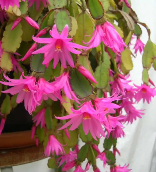 Hatiora Rosea (Easter cactus) - Succulent Guide