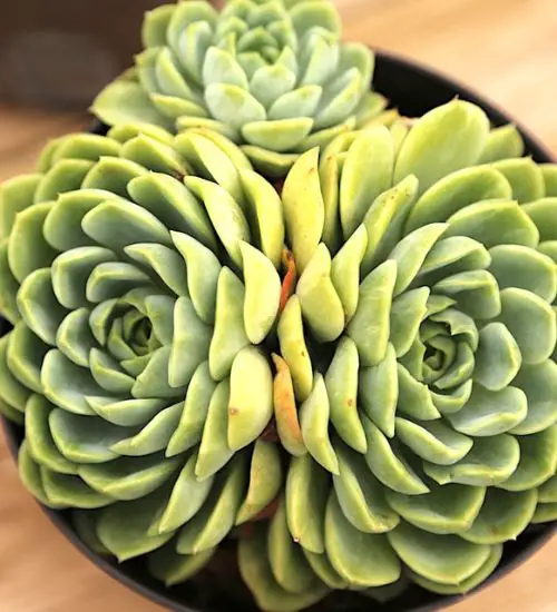 Echeveria 'Lime and Chile' - Succulent Guide