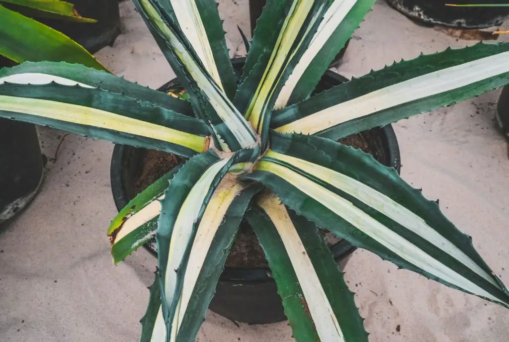 Agave Americana Mediopicta Alba
