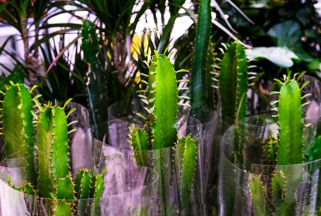 Euphorbia Trigona