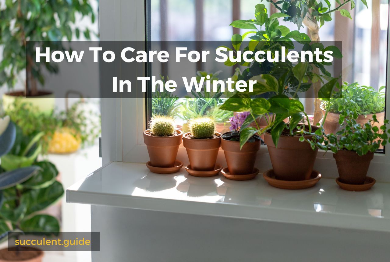 How To Care For Succulents In The Winter