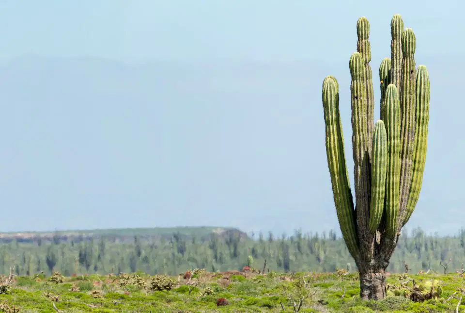 Pachycereus pringlei, a tall succulent
