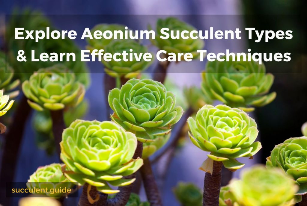 Explore Aeonium Succulent Types and Learn Effective Care Techniques ...