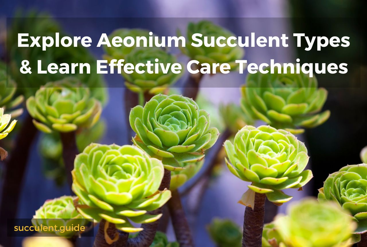 Aeonium Succulent Types