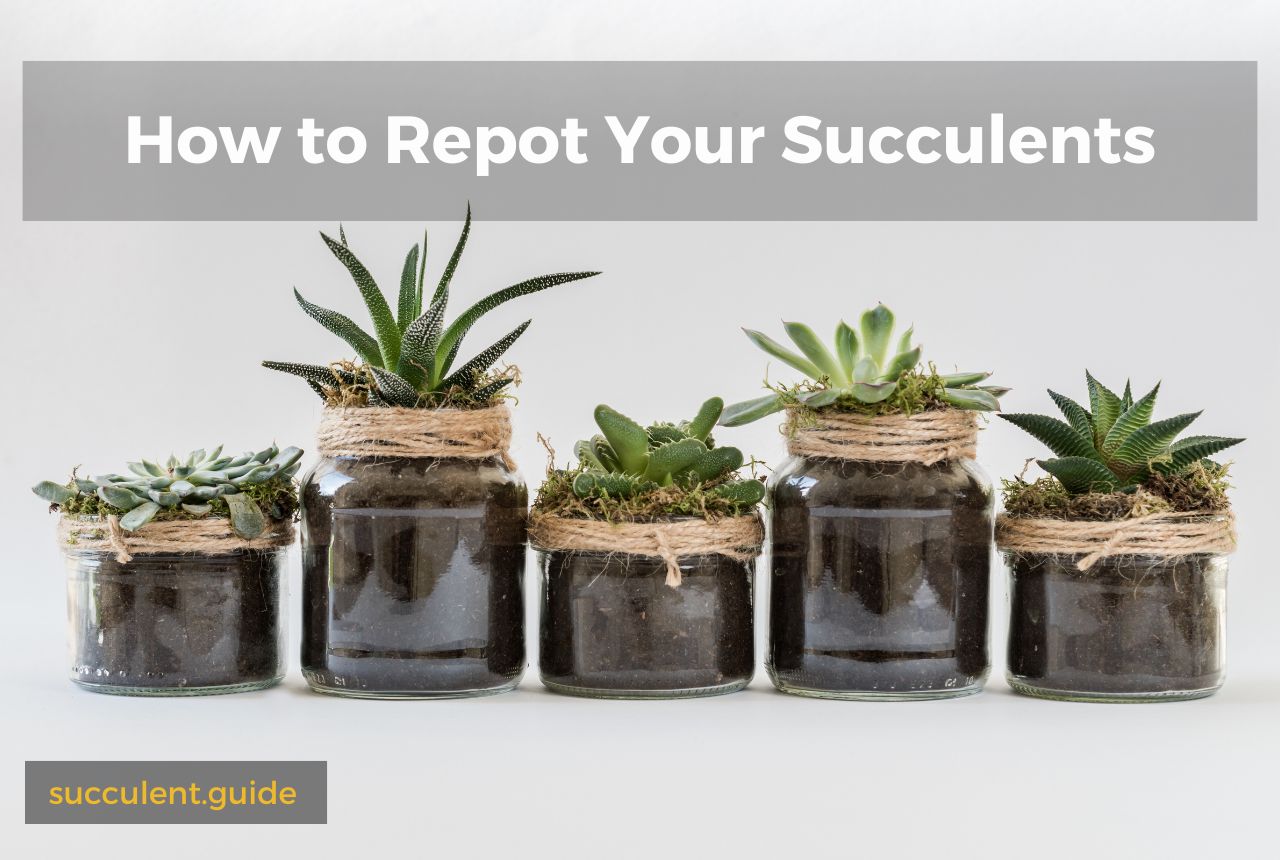 How to Repot Your Succulents