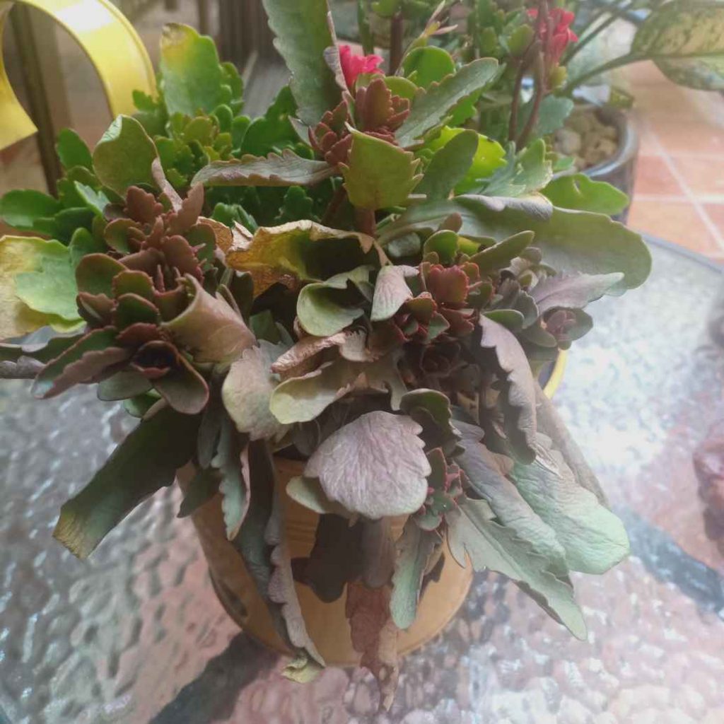 Kalanchoe leaves wilting