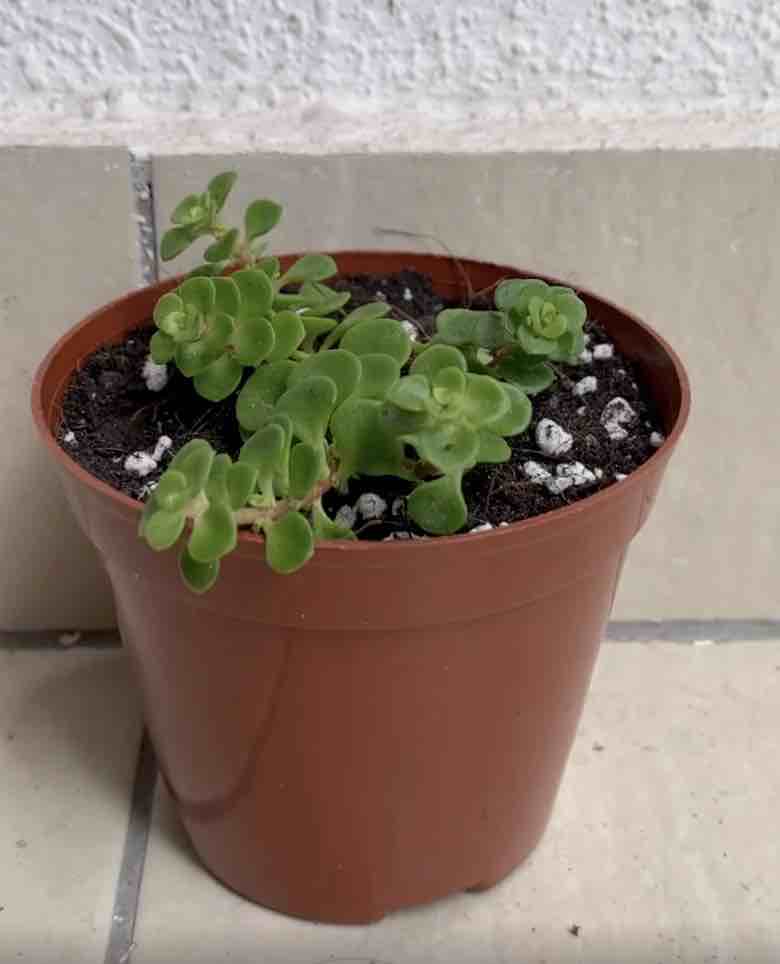 How to not kill your repotted succulent?