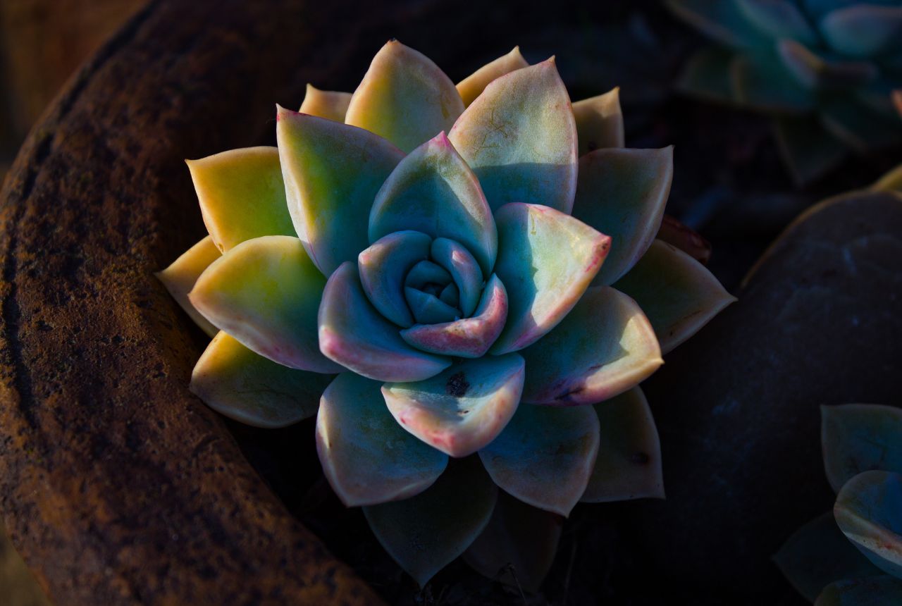 Succulent Care for Beginners - Succulent Guide